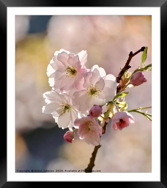 Spring Cherry Blossom Framed Mounted Print by Simon Johnson