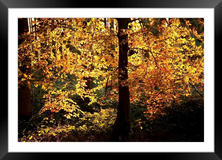 Golden autumn Leaves Framed Mounted Print by Simon Johnson