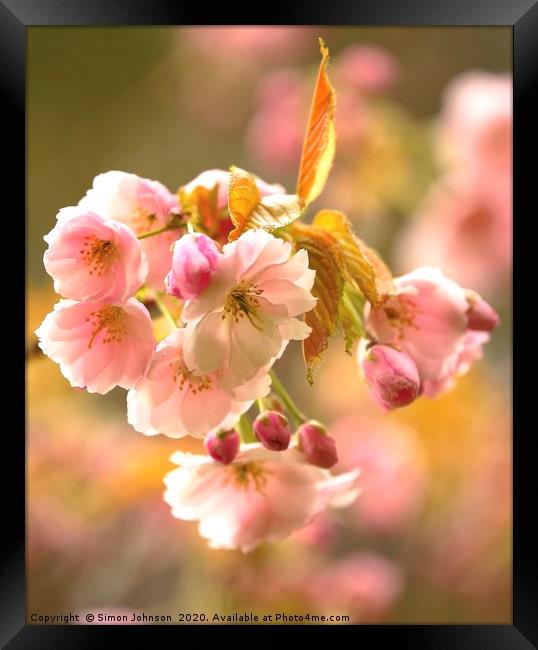 sunlit Blossom Framed Print by Simon Johnson