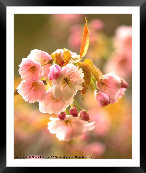sunlit Blossom Framed Mounted Print by Simon Johnson