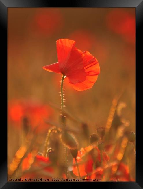 Sunlit Poppy Framed Print by Simon Johnson