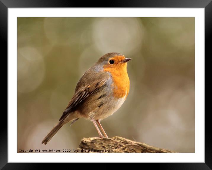 Thoughtful Robin Framed Mounted Print by Simon Johnson