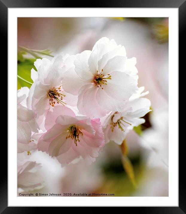 Blossom Close up  Framed Mounted Print by Simon Johnson