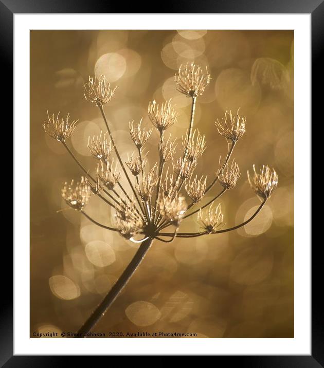 Frosted grass Framed Mounted Print by Simon Johnson