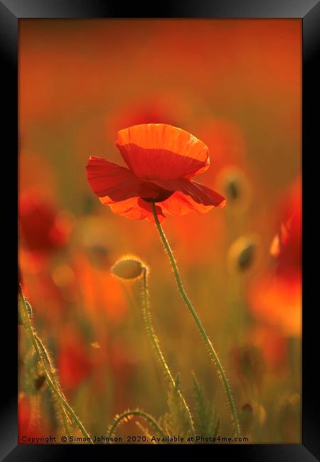 Poppy evening sunlight Framed Print by Simon Johnson