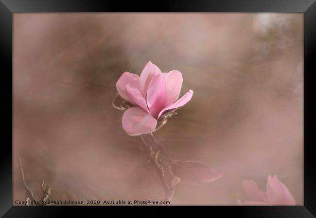 Pink Magnolia Flower Framed Print by Simon Johnson