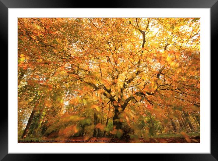 Beech Woodland In autumn gale Framed Mounted Print by Simon Johnson