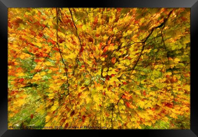 Leaf explosion Framed Print by Simon Johnson