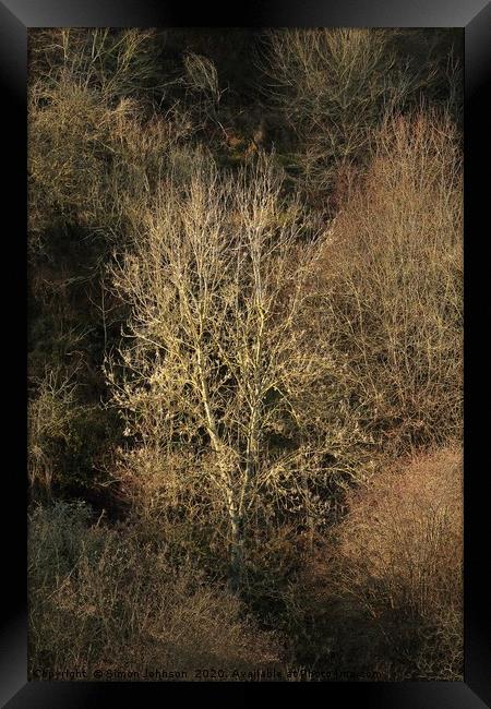 Sunlit tree  Framed Print by Simon Johnson