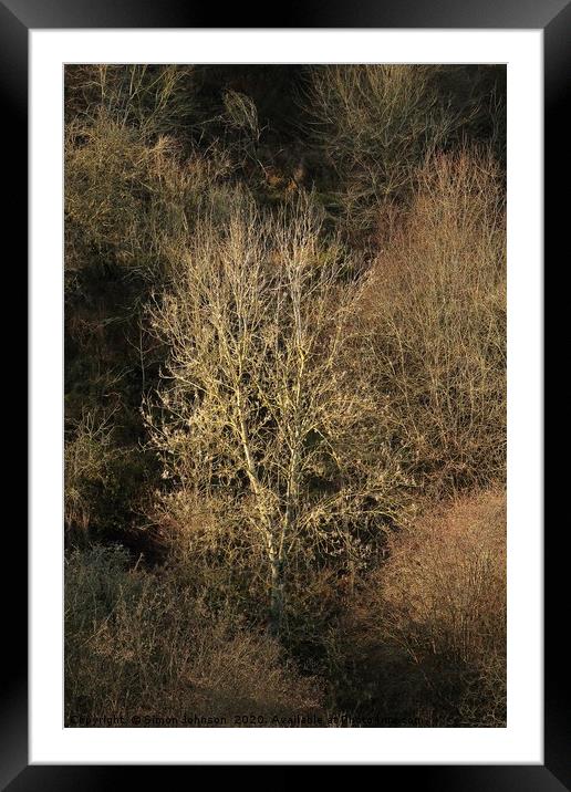 Sunlit tree  Framed Mounted Print by Simon Johnson