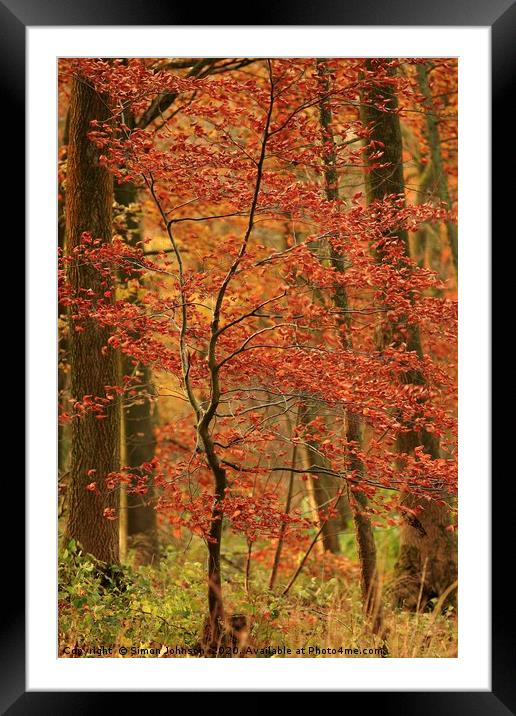 Autumn sappling Framed Mounted Print by Simon Johnson