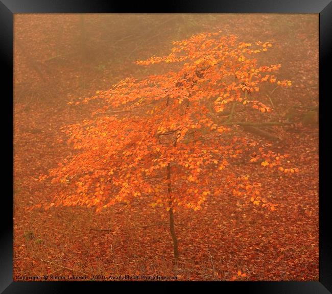 Tree sappling autumn Framed Print by Simon Johnson