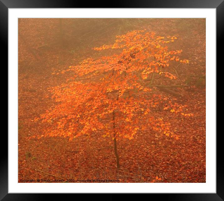 Tree sappling autumn Framed Mounted Print by Simon Johnson