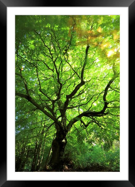 Cotswold Beech Framed Mounted Print by Simon Johnson
