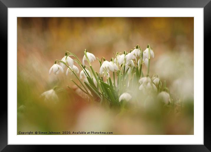 Snowdrops Framed Mounted Print by Simon Johnson