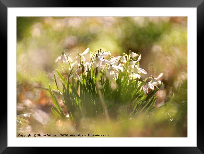 Cotswold Snowdrops Framed Mounted Print by Simon Johnson
