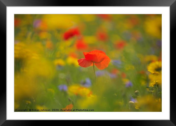 Poppy Framed Mounted Print by Simon Johnson