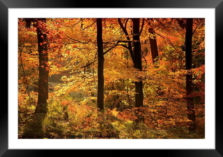 Autumn Woodland Cotswolds Framed Mounted Print by Simon Johnson