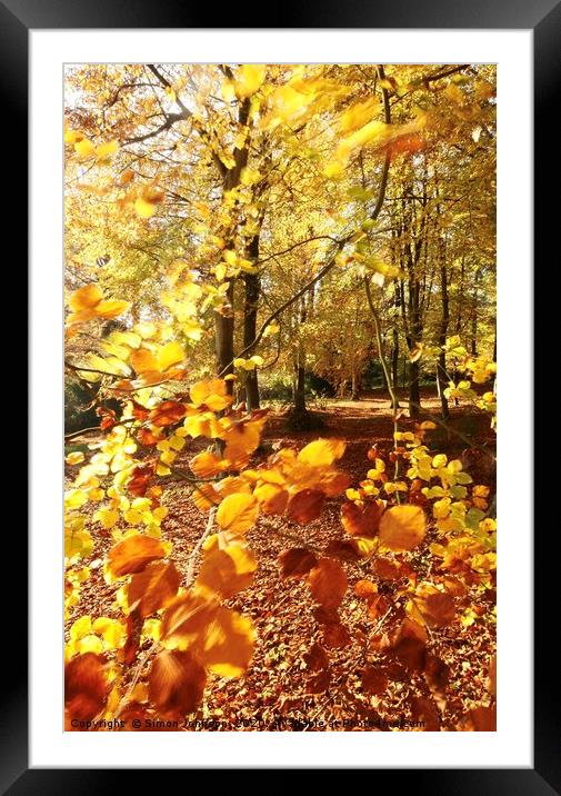 Autumn Beech wood Framed Mounted Print by Simon Johnson
