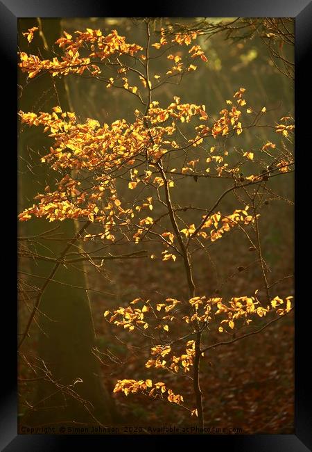 Sunlit Autumn leaves Framed Print by Simon Johnson