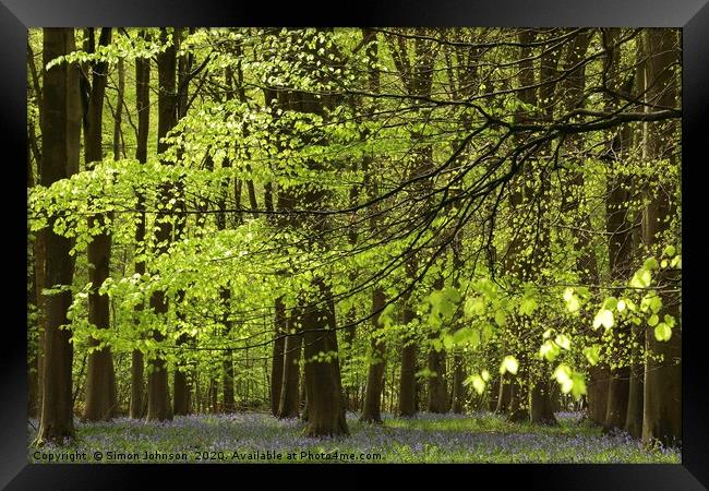 Spring Woodland Framed Print by Simon Johnson