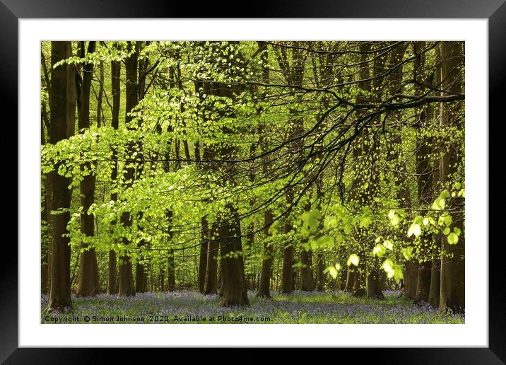 Spring Woodland Framed Mounted Print by Simon Johnson