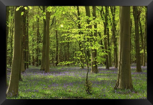 sunlit tree and bluebells Framed Print by Simon Johnson