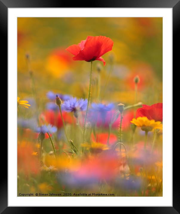 sunlit poppy and meadow flowers Framed Mounted Print by Simon Johnson