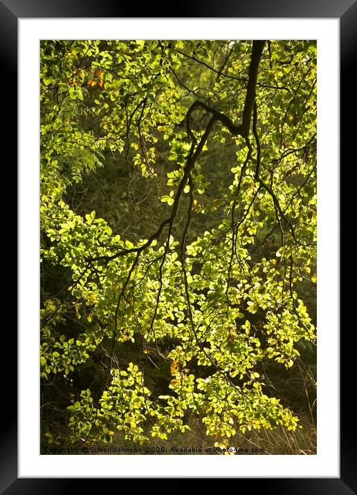 Sunlit, spring leaves Framed Mounted Print by Simon Johnson
