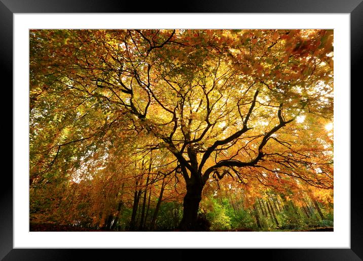 Autumn Beech Tree Framed Mounted Print by Simon Johnson