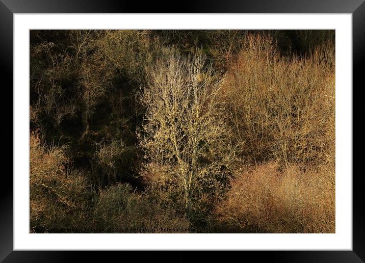 Sunlit Siver Birch Framed Mounted Print by Simon Johnson