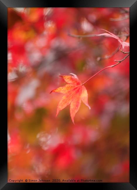 autumn Mapple leaf Framed Print by Simon Johnson