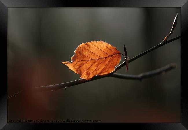 Last leaf standing Framed Print by Simon Johnson