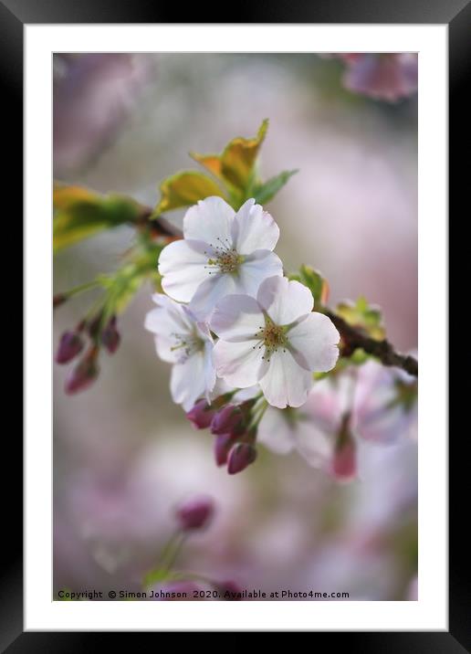  Spring Blossom Framed Mounted Print by Simon Johnson