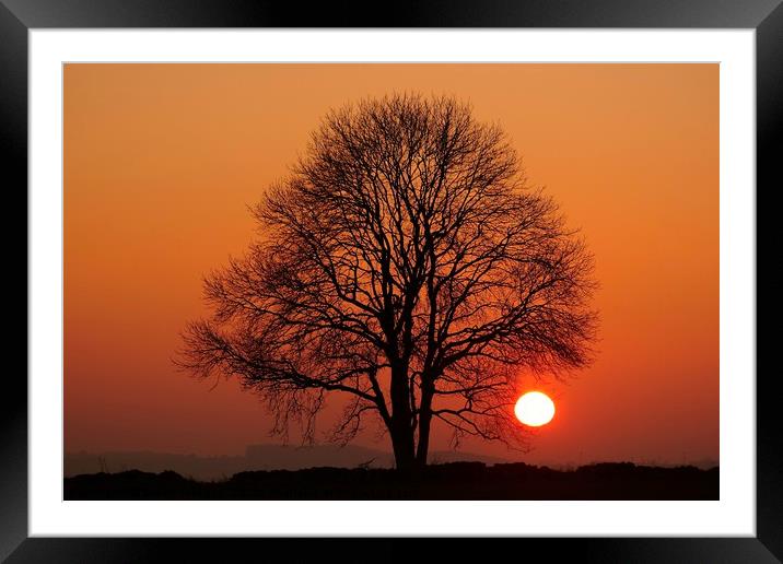 Tree and sun  Framed Mounted Print by Simon Johnson