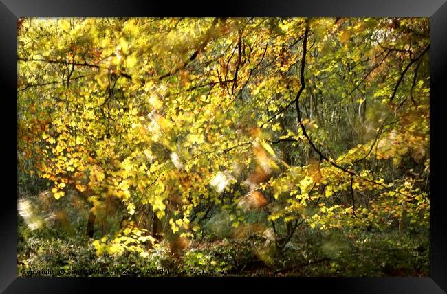 Sunlit Woodland Framed Print by Simon Johnson