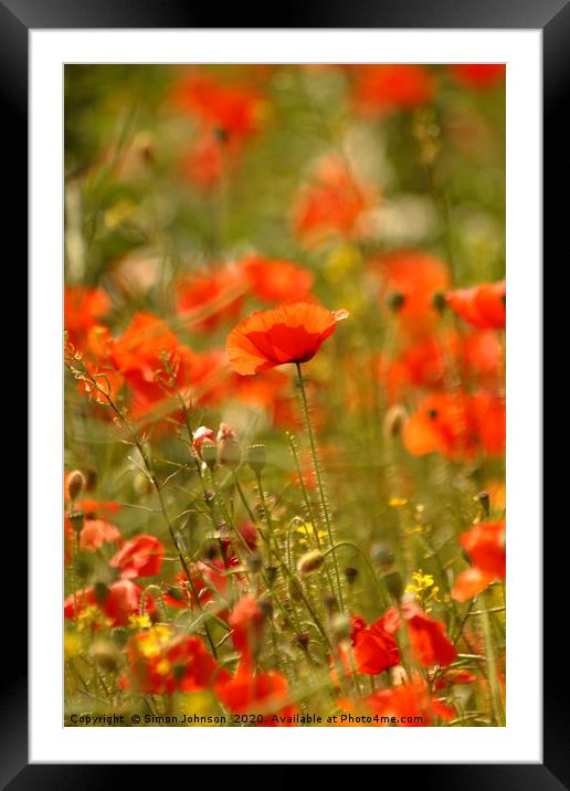 Poppies Framed Mounted Print by Simon Johnson
