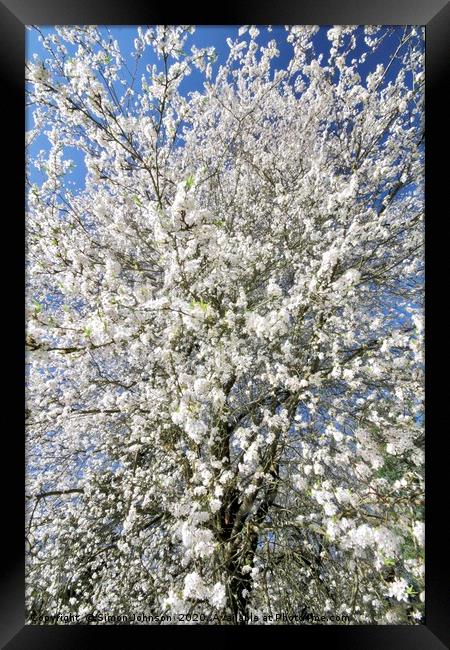 Sunlit blossom Framed Print by Simon Johnson