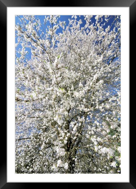 Sunlit blossom Framed Mounted Print by Simon Johnson