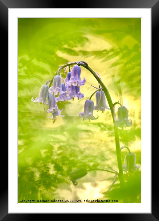 Bluebell shot through fern Framed Mounted Print by Simon Johnson