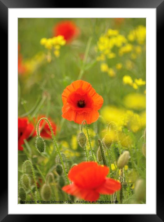 Proud Poppy Framed Mounted Print by Simon Johnson