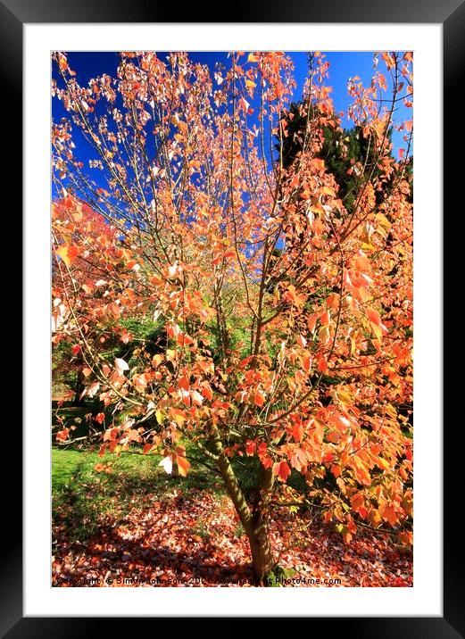 Autumn Tree Framed Mounted Print by Simon Johnson