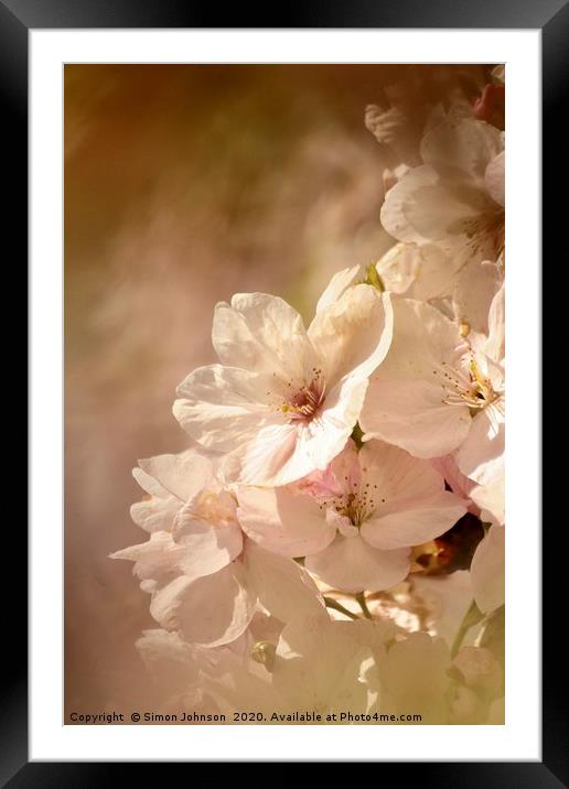  Spring Blossom Framed Mounted Print by Simon Johnson