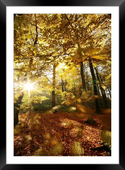 Autumn wood sunlight and wind blown leaves Framed Mounted Print by Simon Johnson