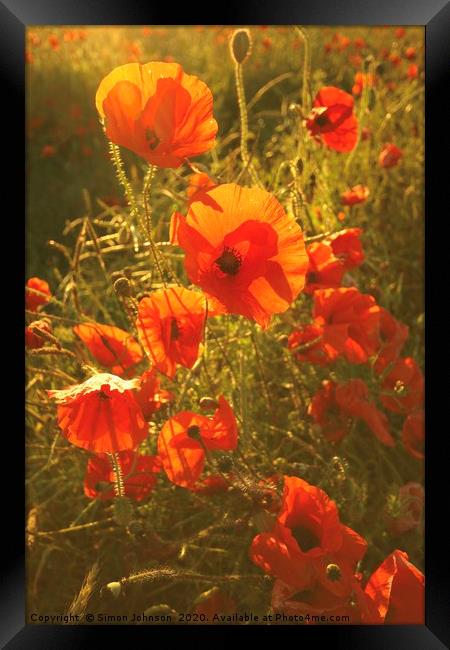 Sunlit poppies Framed Print by Simon Johnson