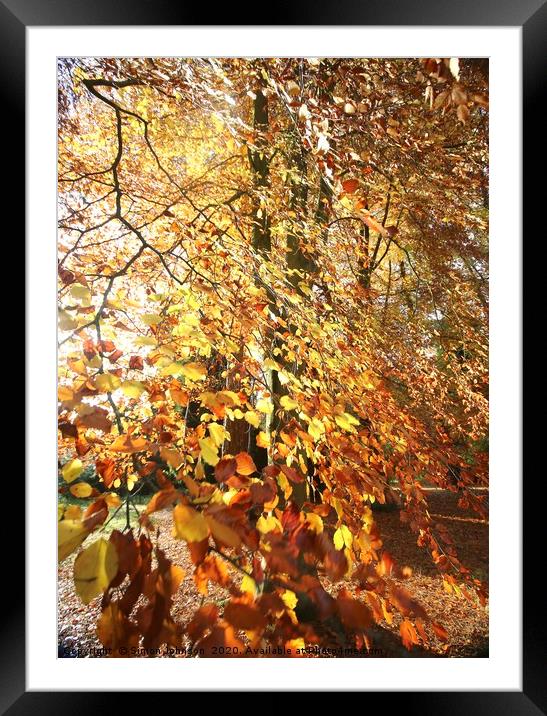 Autumn beech leaves Framed Mounted Print by Simon Johnson