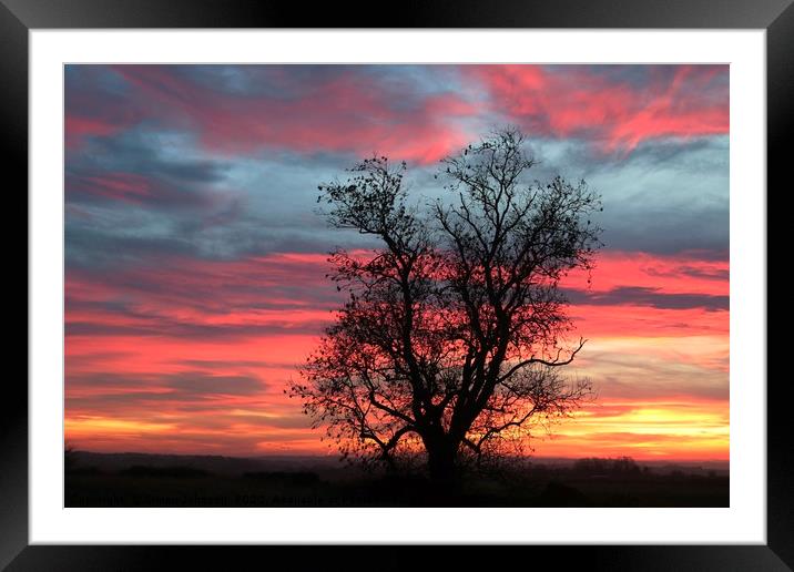 Oak tree at sunrise Framed Mounted Print by Simon Johnson