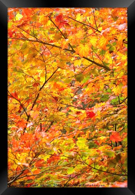 Autumn Colour Mapple leaves Framed Print by Simon Johnson