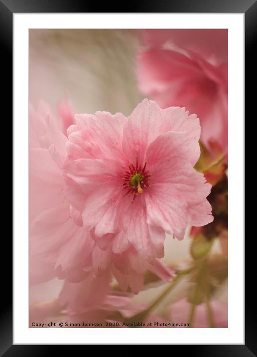 Japanese Cherry Blossom Framed Mounted Print by Simon Johnson