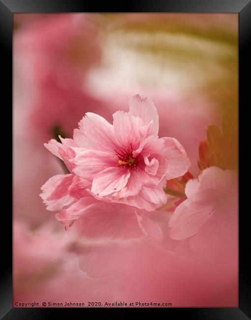 Pink Japanese Cherry Blossom Framed Print by Simon Johnson